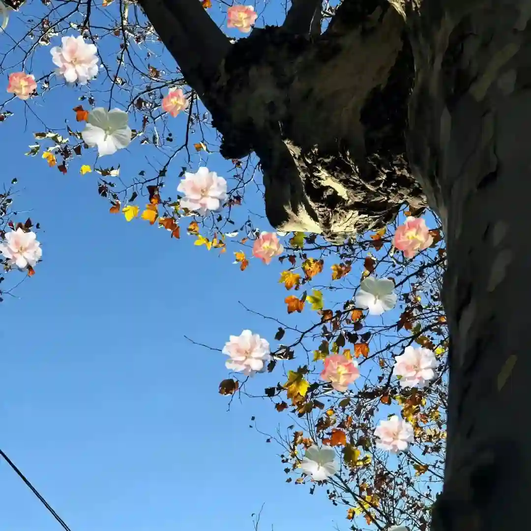 背景图 | 𝑾𝒆𝑪𝒉𝒂𝒕背景图🦋