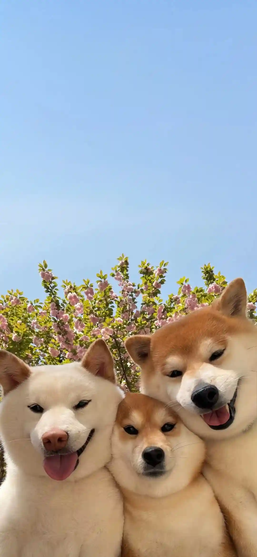 壁纸 ​​​​​​​​​​​​​| 𝐖𝐚𝐥𝐥𝐩𝐚𝐩𝐞𝐫全屏壁纸
