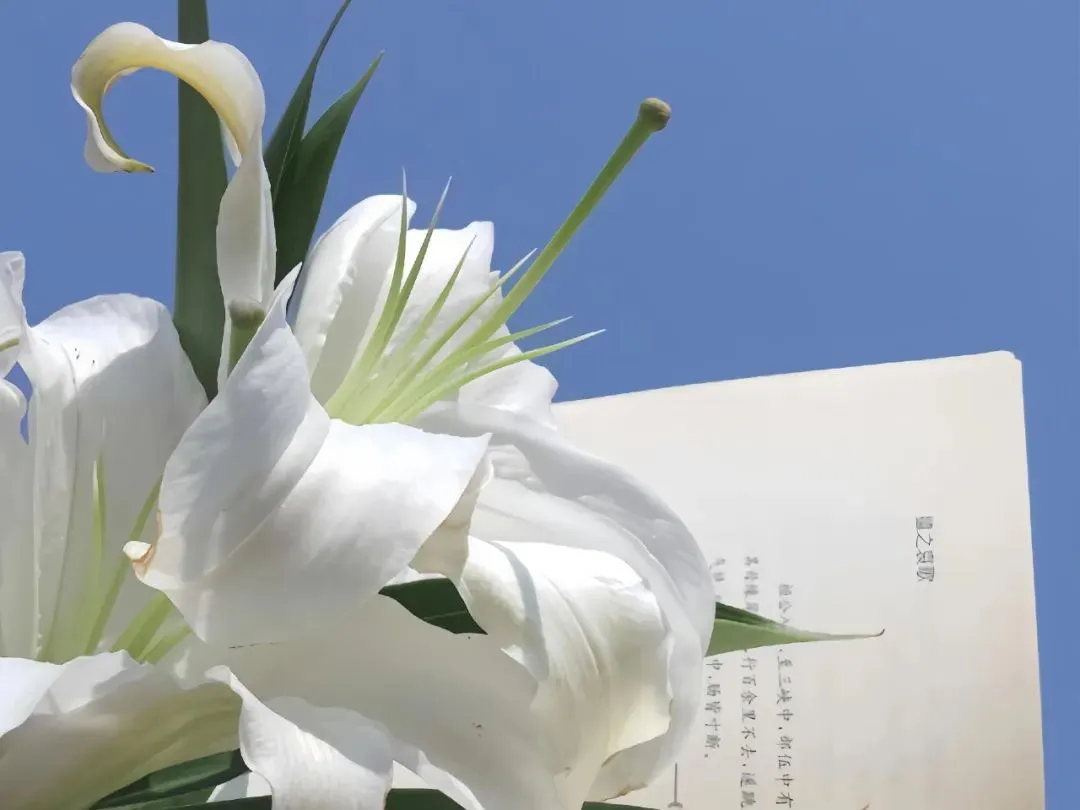 壁纸丨𝐢𝐏𝐚𝐝壁纸分享