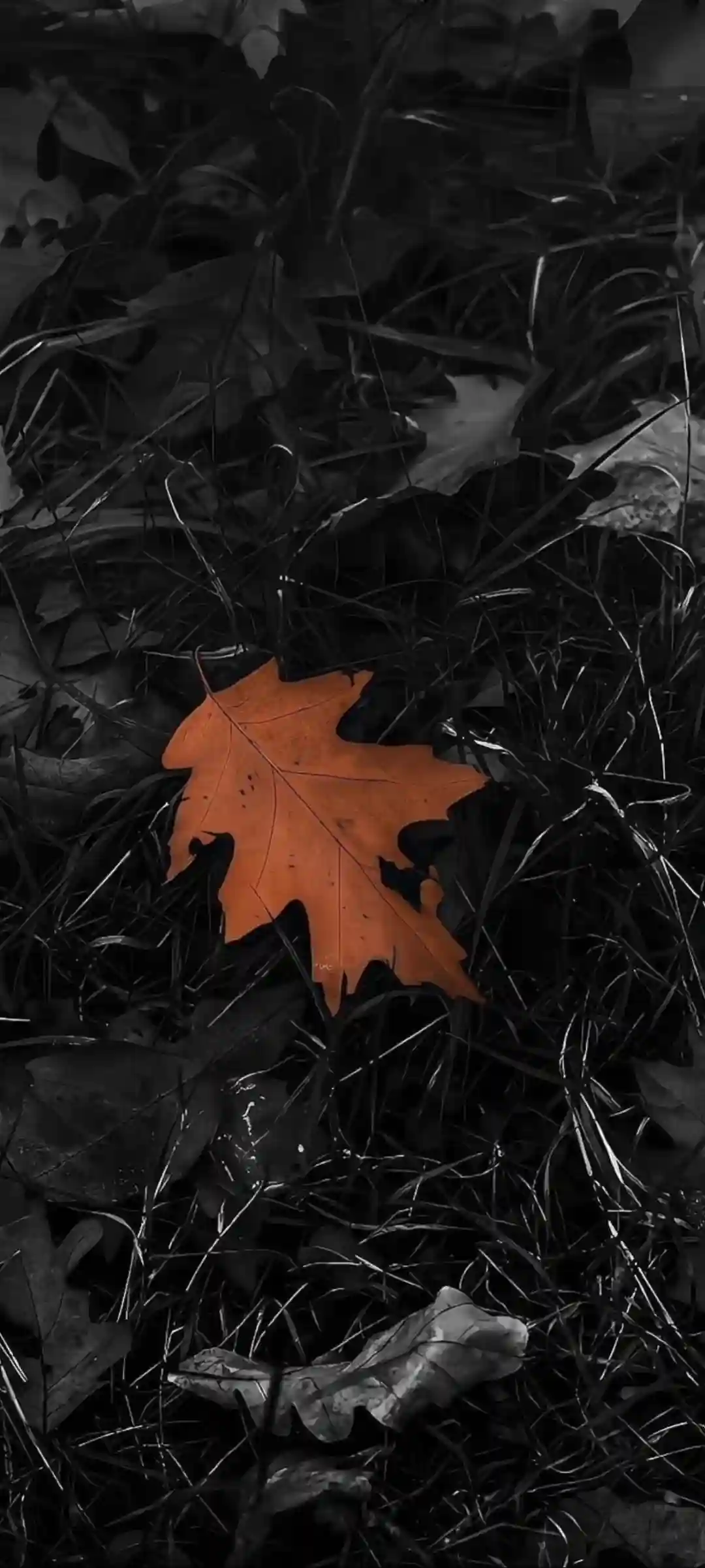 壁纸 | 手机高清壁纸图片