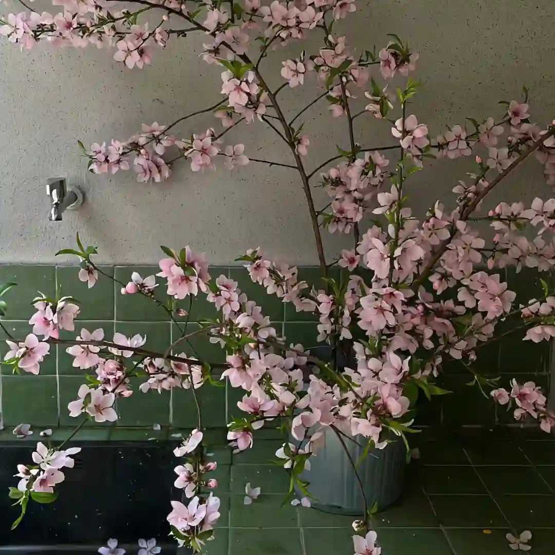 背景图 | 𝑾𝒆𝑪𝒉𝒂𝒕背景图