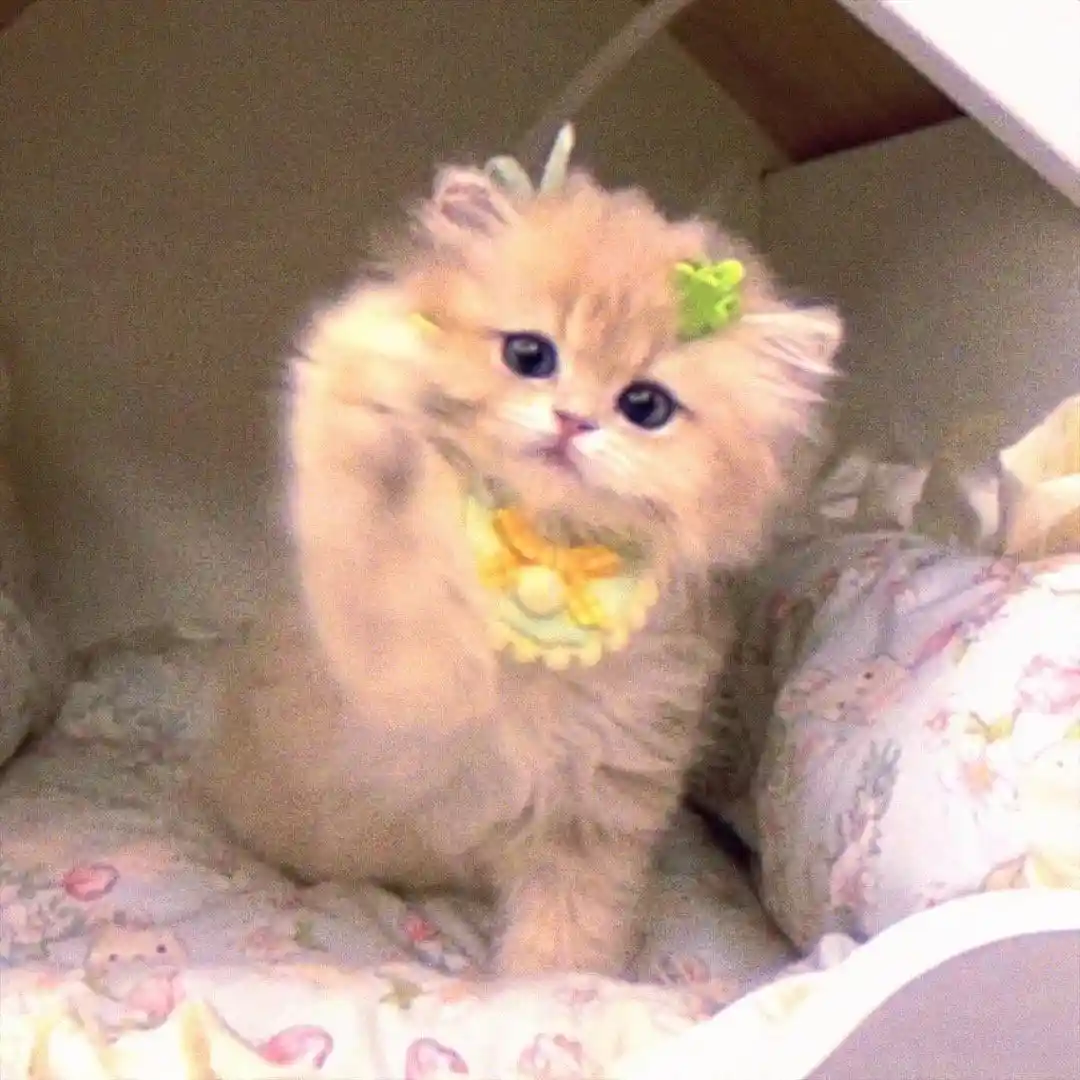 头像丨模糊小猫头像