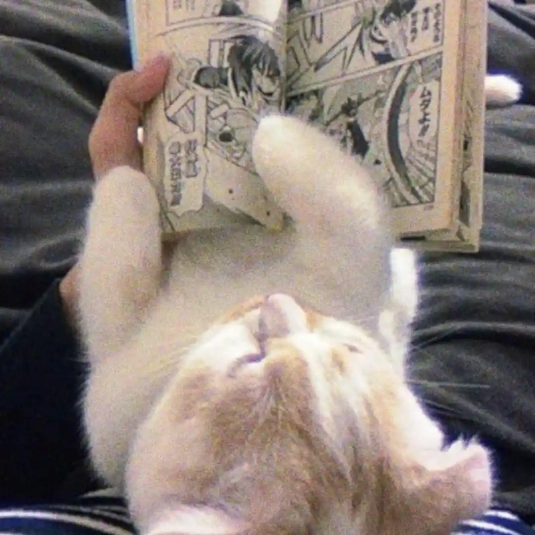 头像丨模糊小猫头像