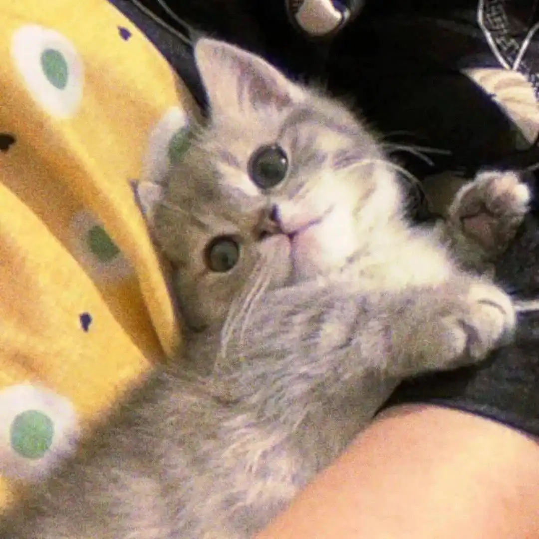 头像丨模糊小猫头像