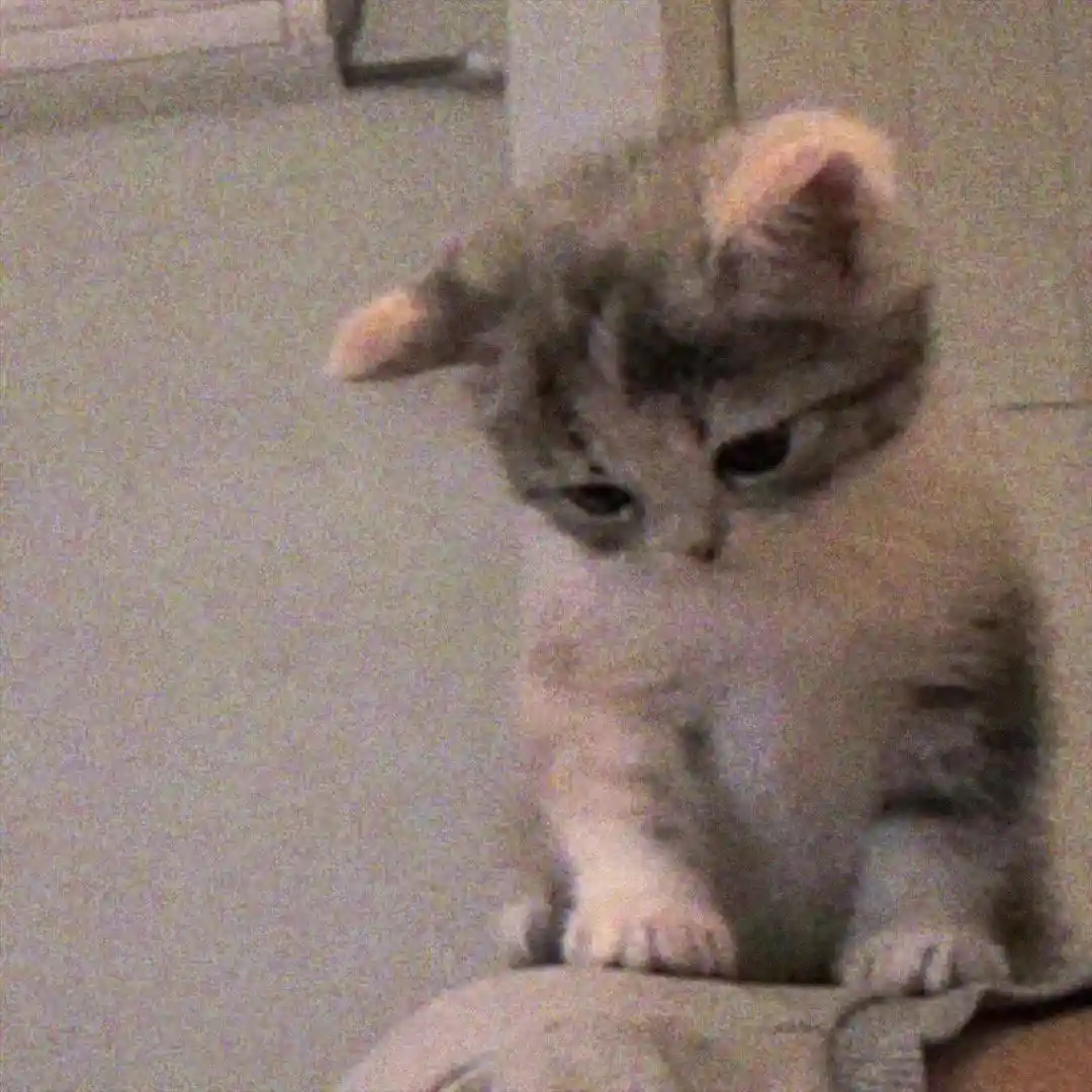 头像丨模糊小猫头像
