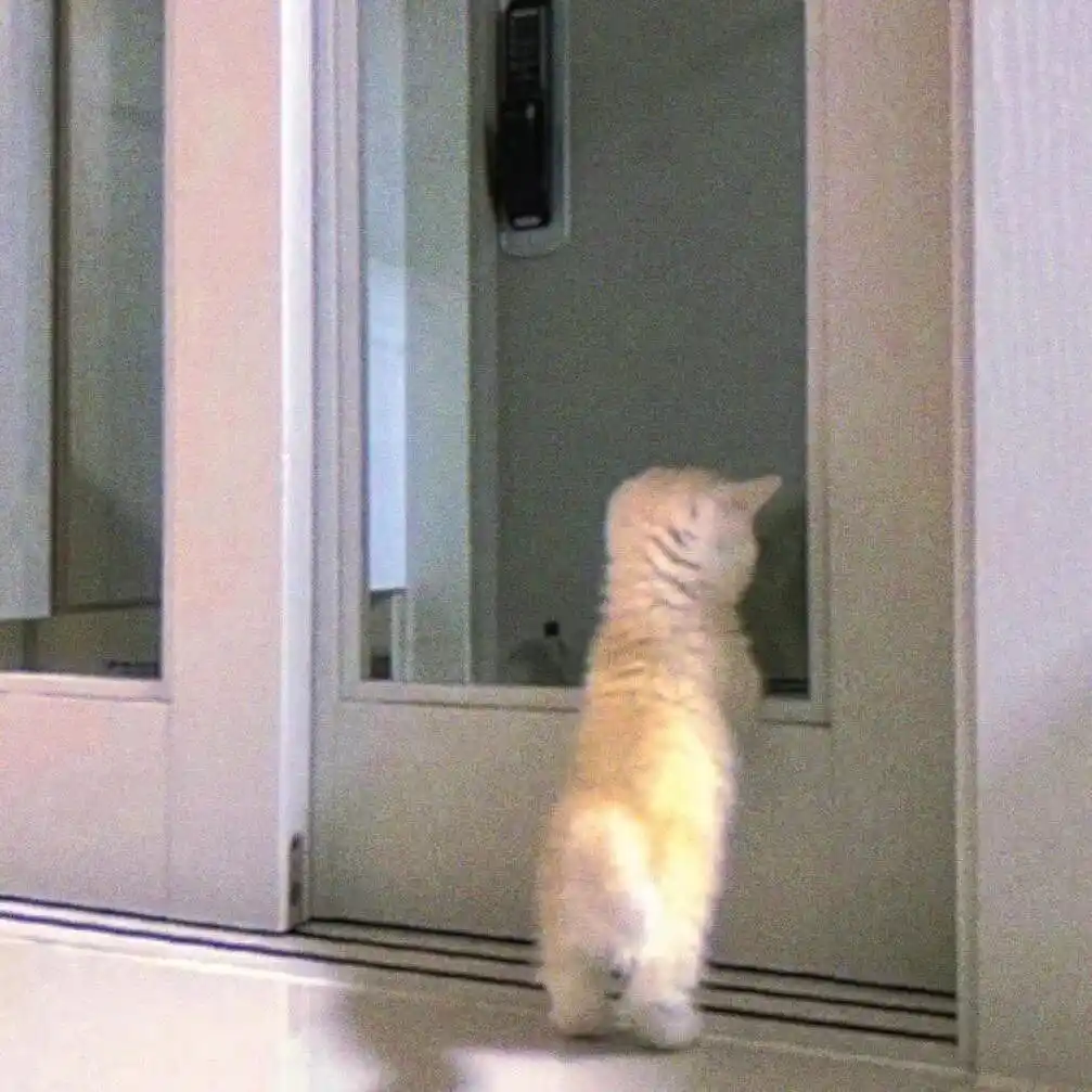 头像丨模糊小猫头像