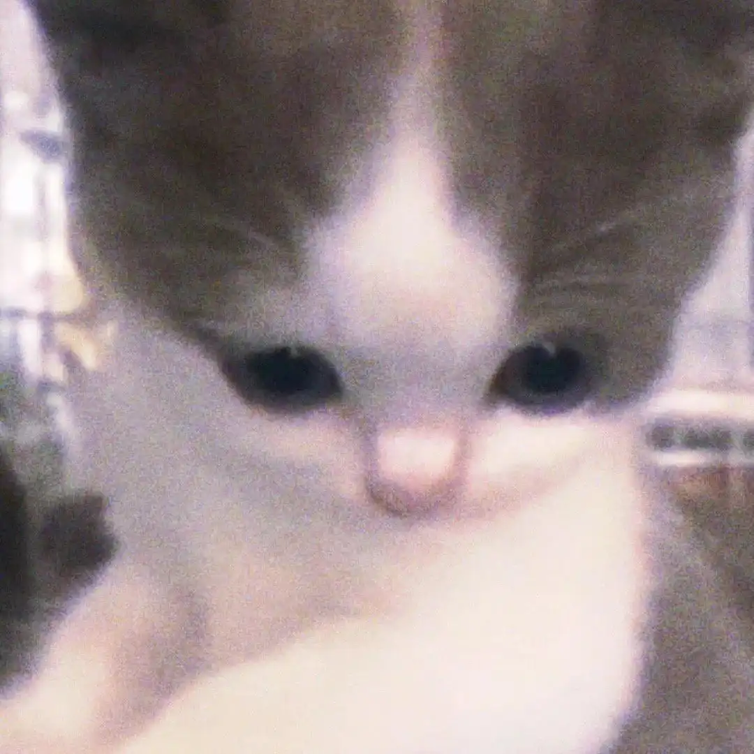 头像丨模糊小猫头像
