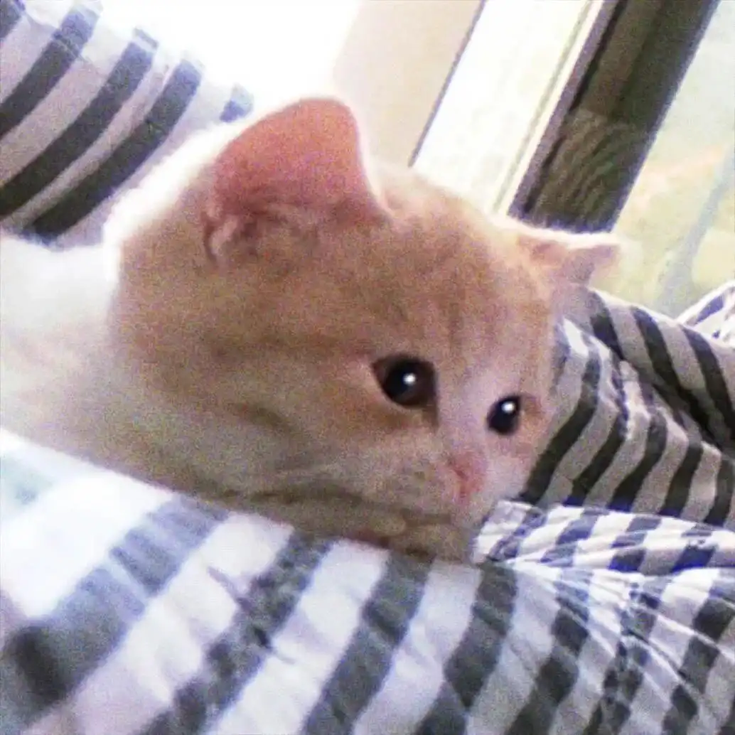 头像丨模糊小猫头像