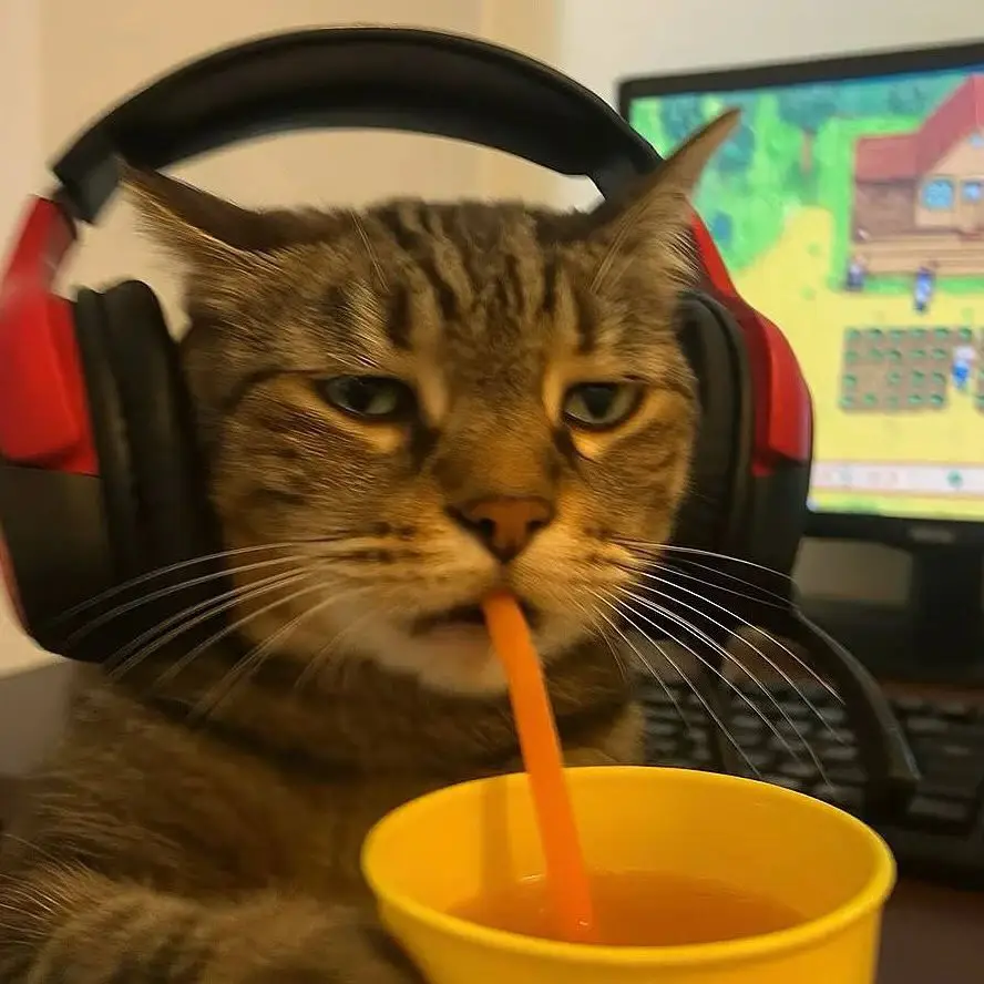 情头｜电竞小猫头像