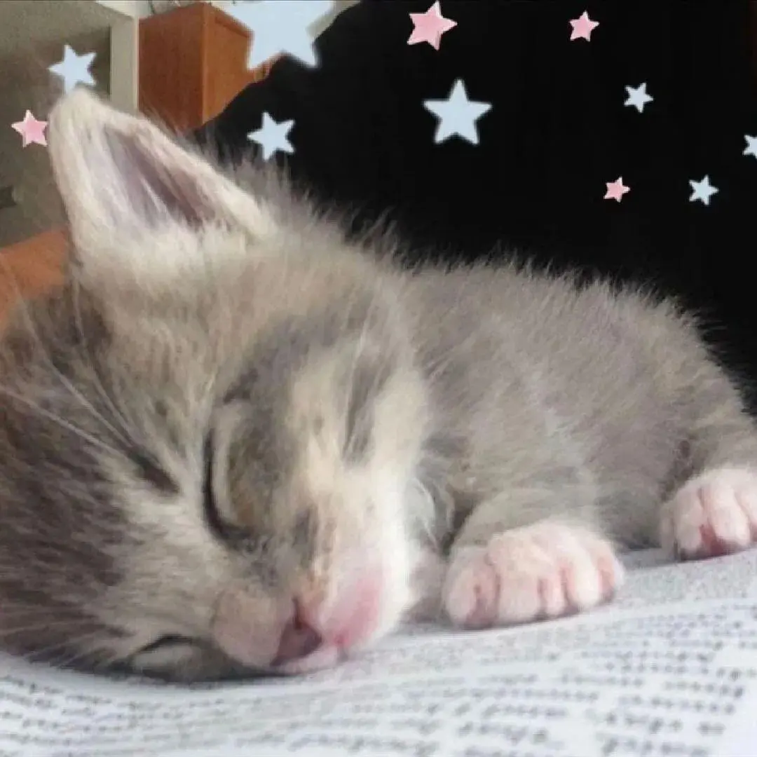 头像丨小猫积累头像