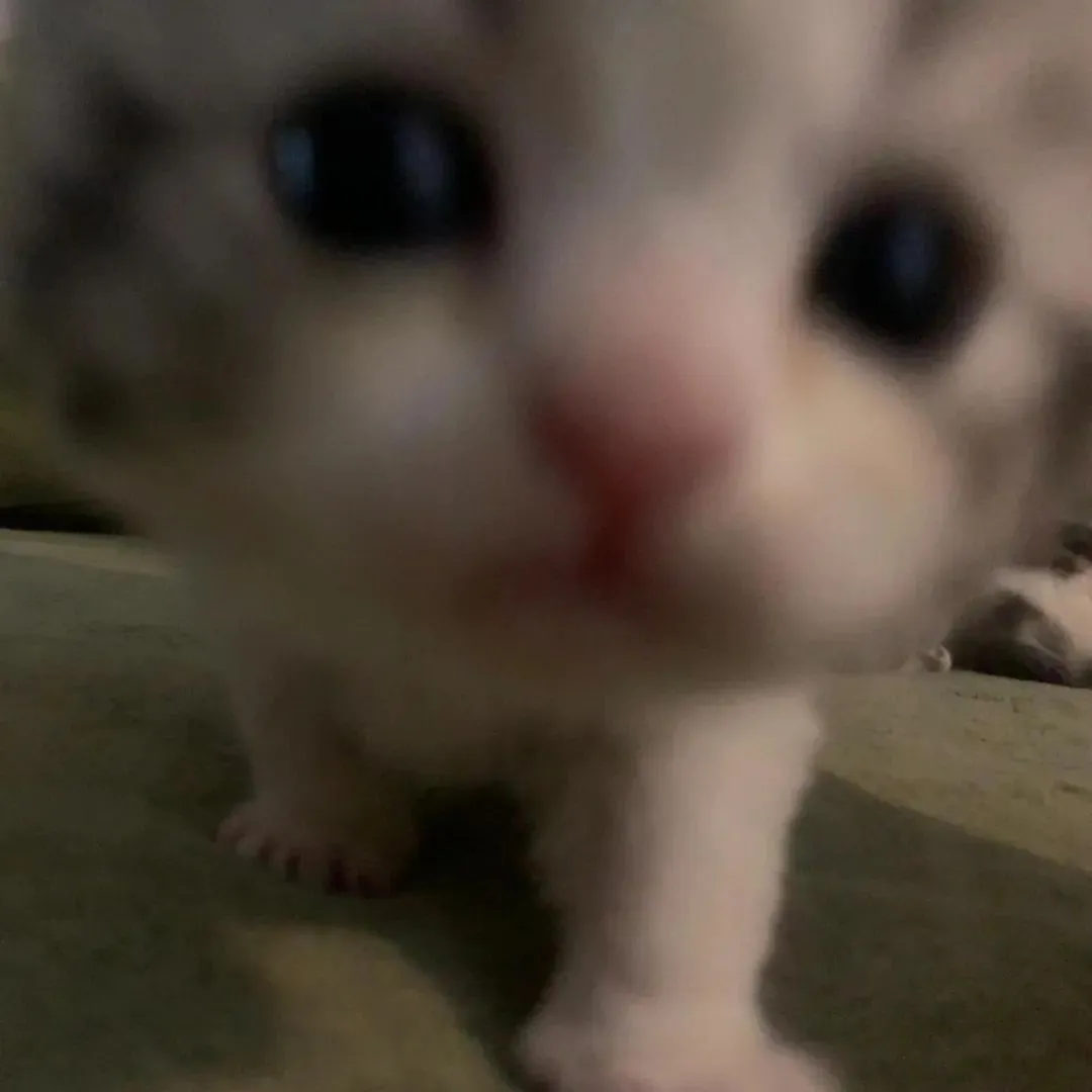 头像丨小猫积累头像