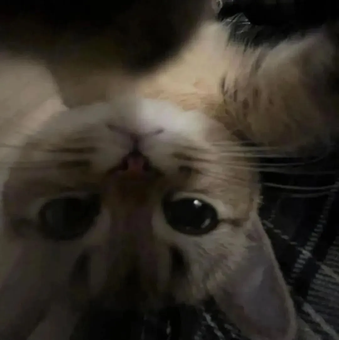头像丨小猫积累头像