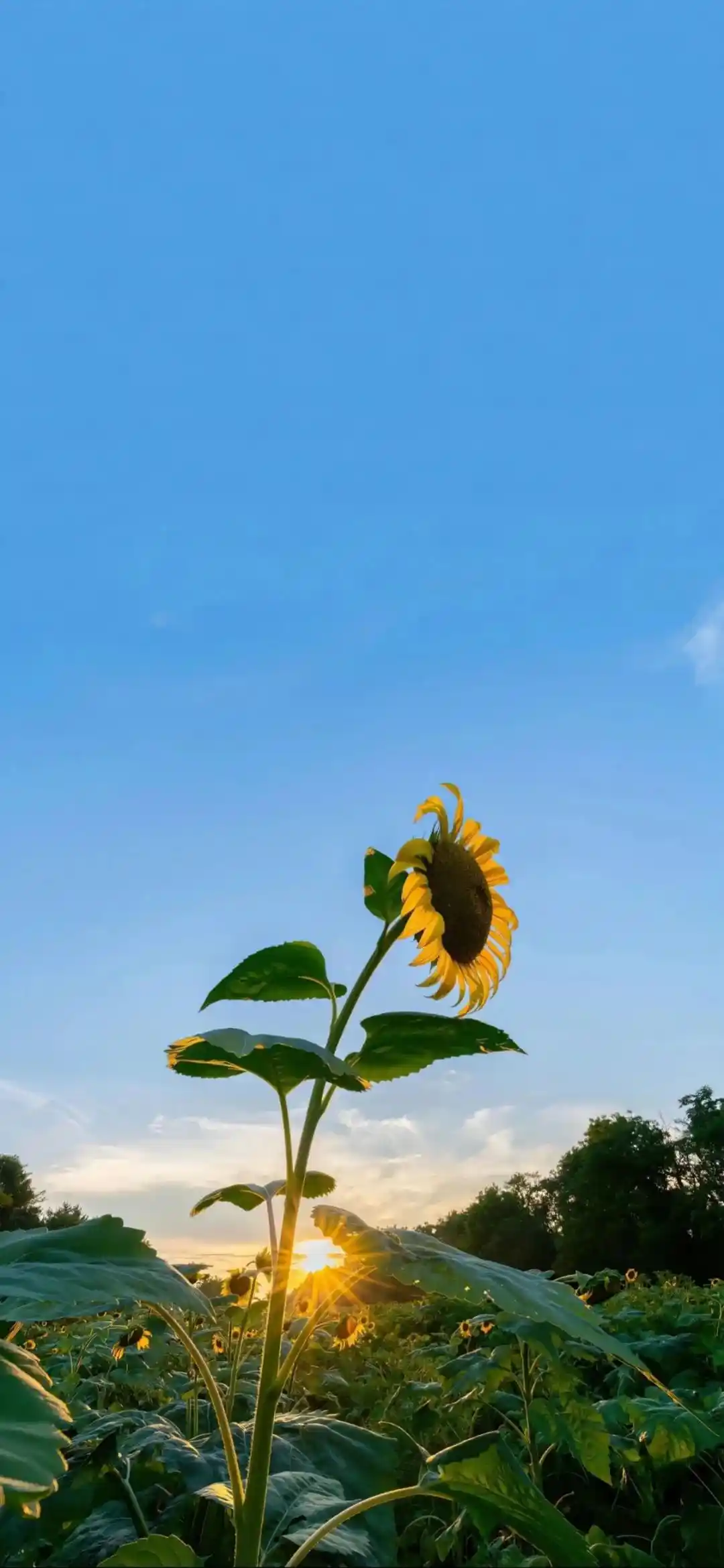 壁纸 | 手机高清锁屏壁纸