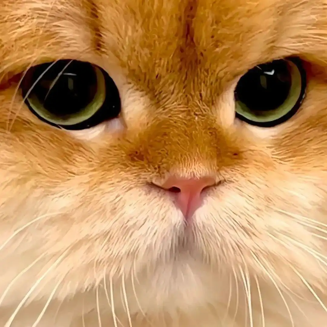 头像丨猫猫美学