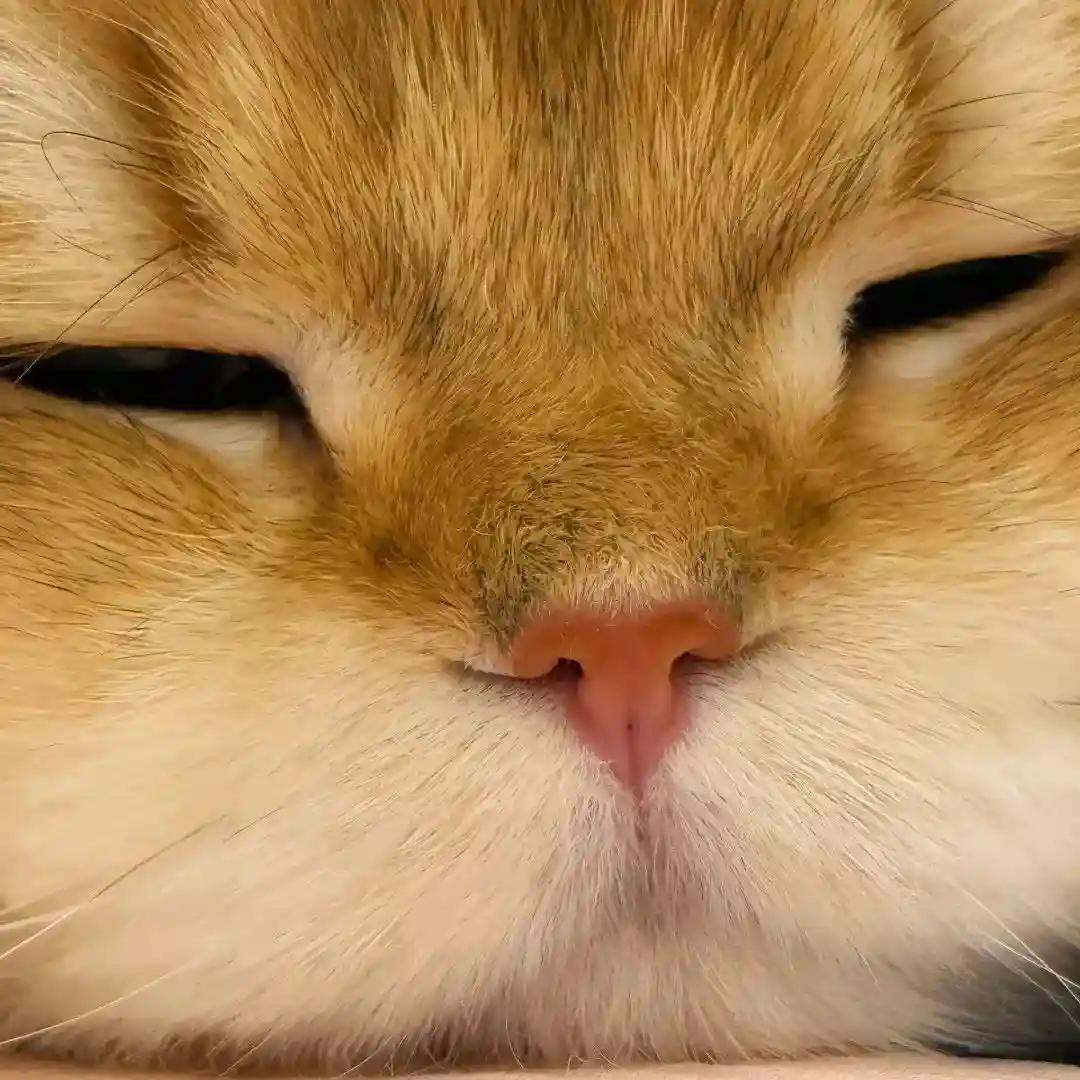 头像丨猫猫美学