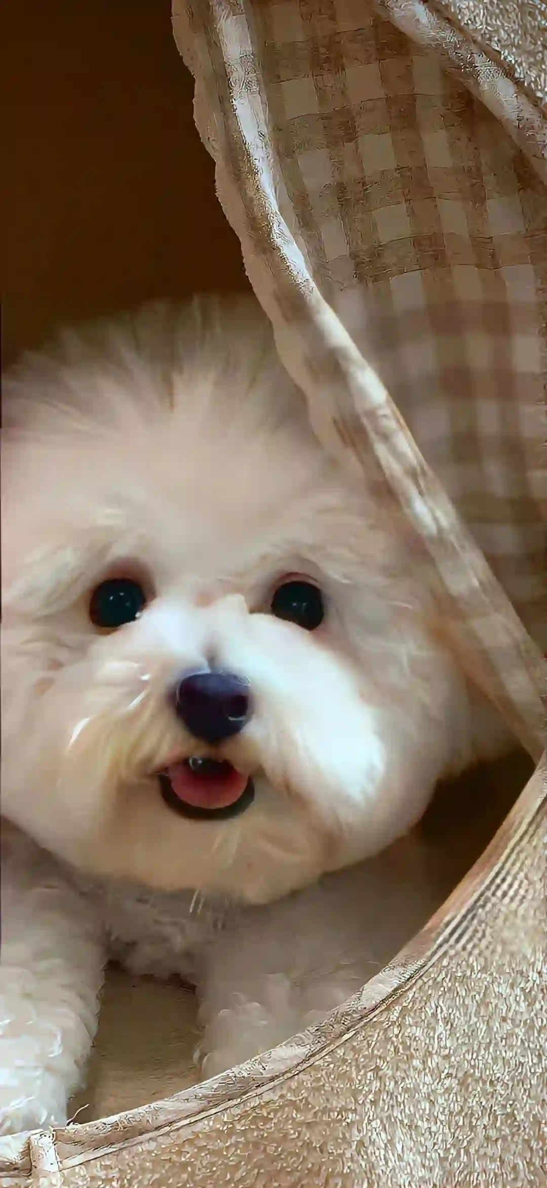 壁纸 ​​​​​​​​​​​​​| 手机壁纸 抓紧收藏吧
