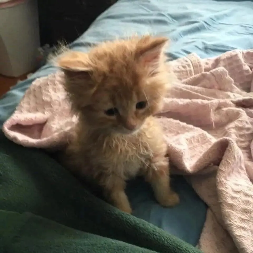 头像 | 晚安小猫