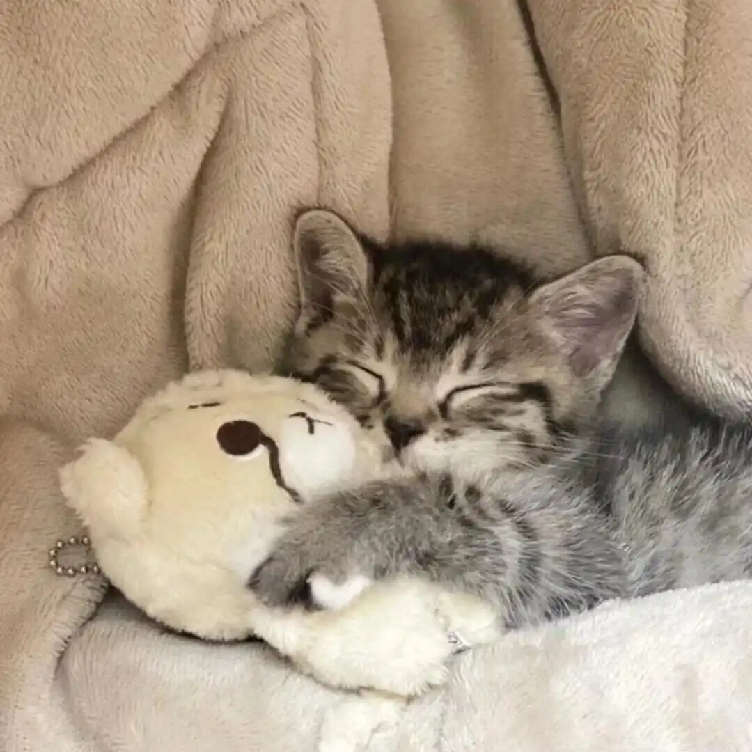 头像 | 晚安小猫