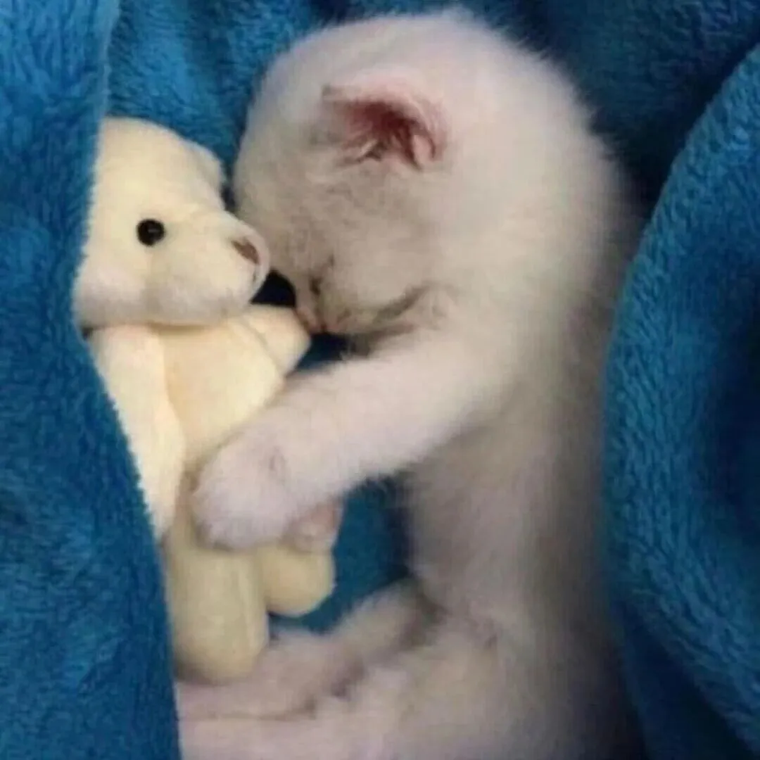 头像 | 晚安小猫