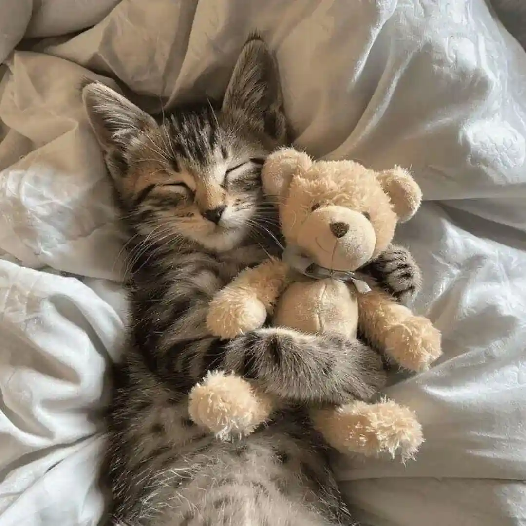 头像 | 晚安小猫