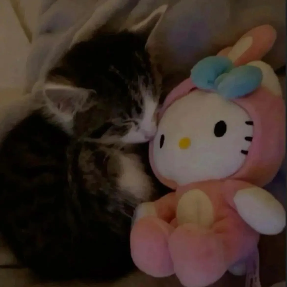 头像 | 晚安小猫