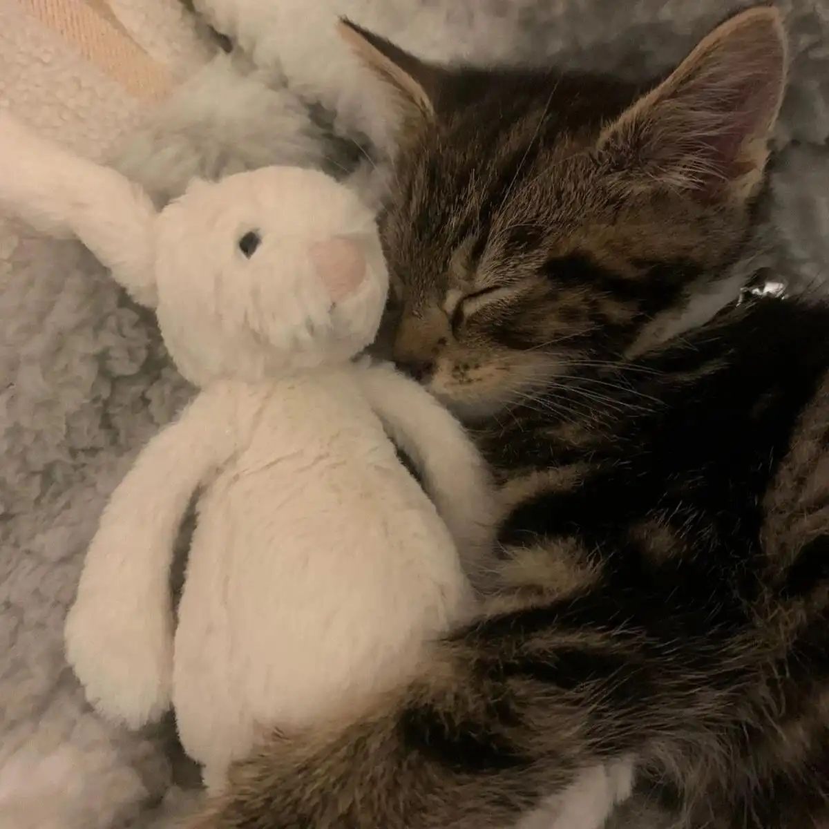 头像 | 晚安小猫