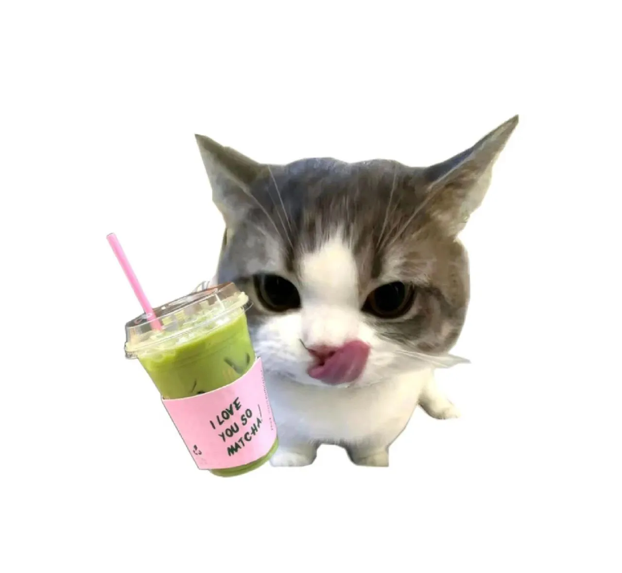 头像｜高清小猫头像