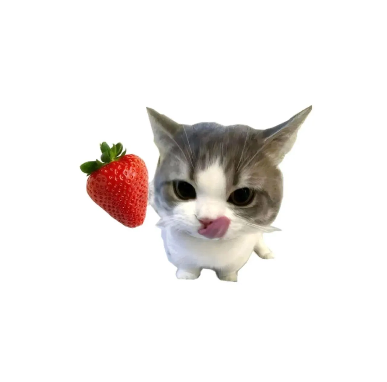 头像｜高清小猫头像