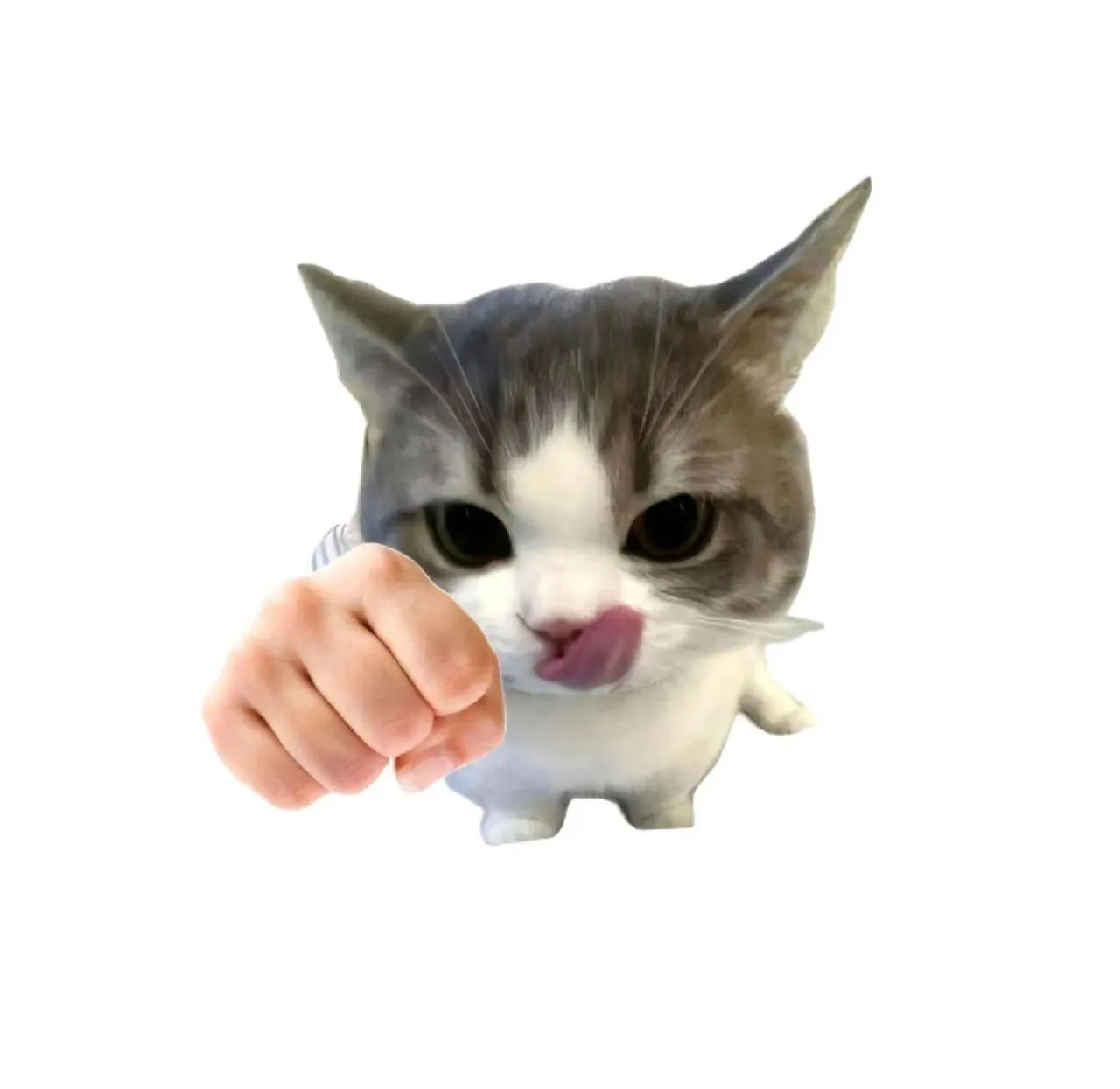 头像｜高清小猫头像