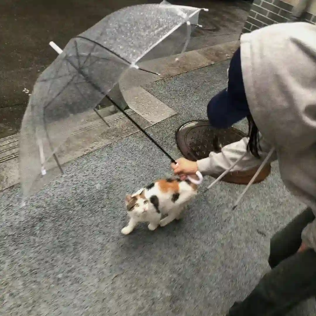 背景图 | 𝑾𝒆𝑪𝒉𝒂𝒕背景图