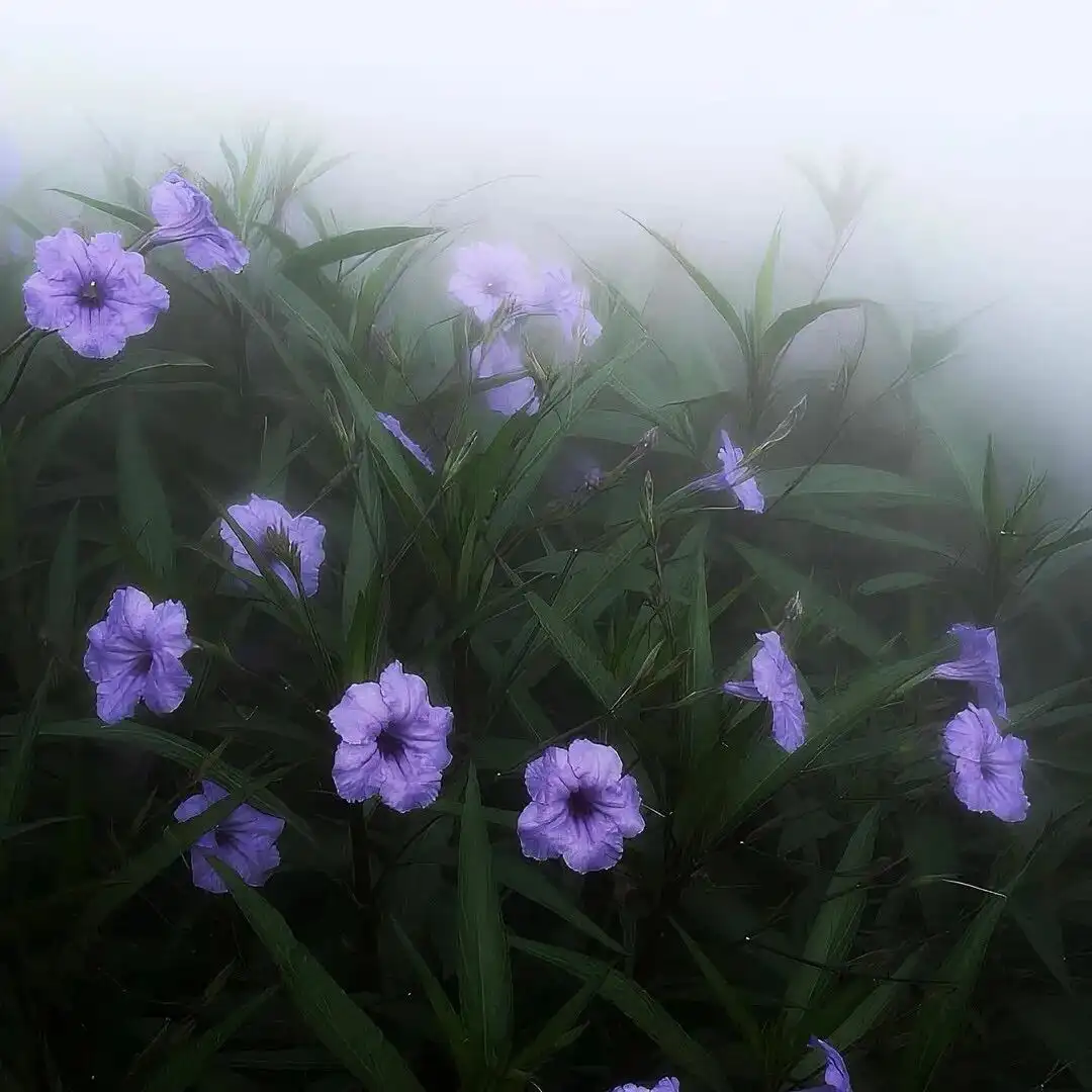 背景图 | 𝑾𝒆𝑪𝒉𝒂𝒕背景图