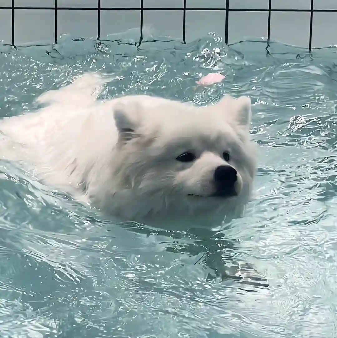 背景图 | 高级背景图