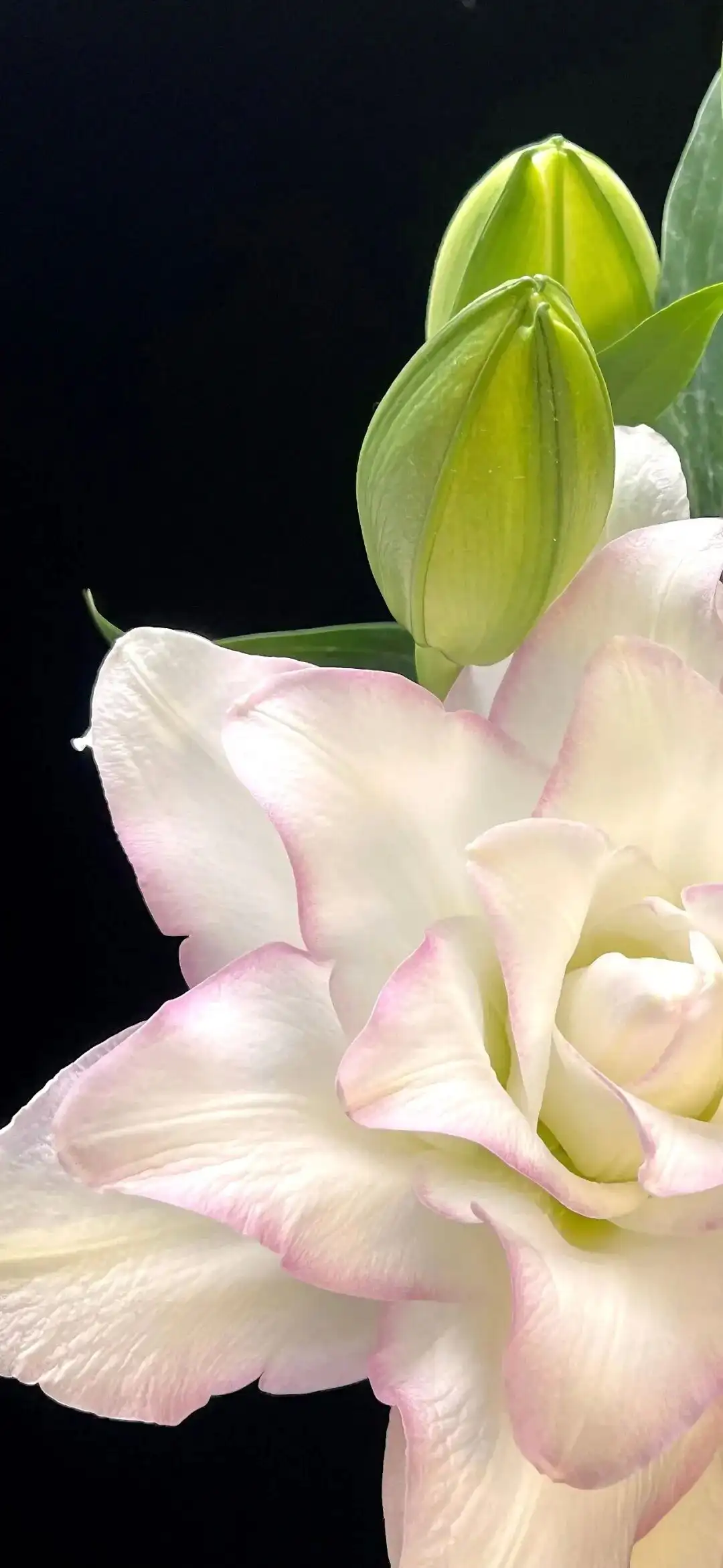 壁纸 | ios全屏手机壁纸