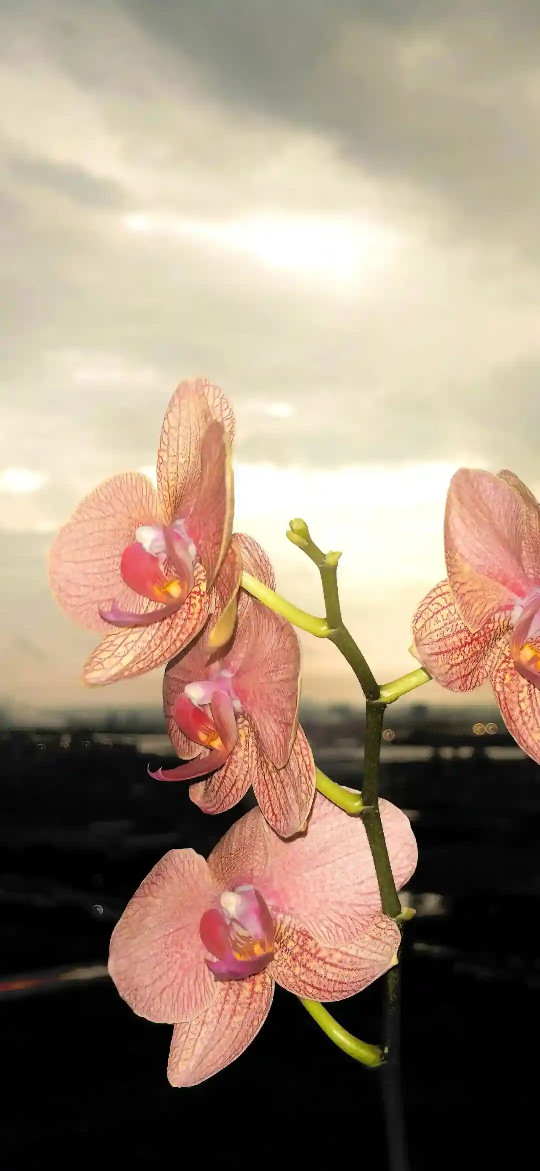 壁纸 | ios全屏手机壁纸