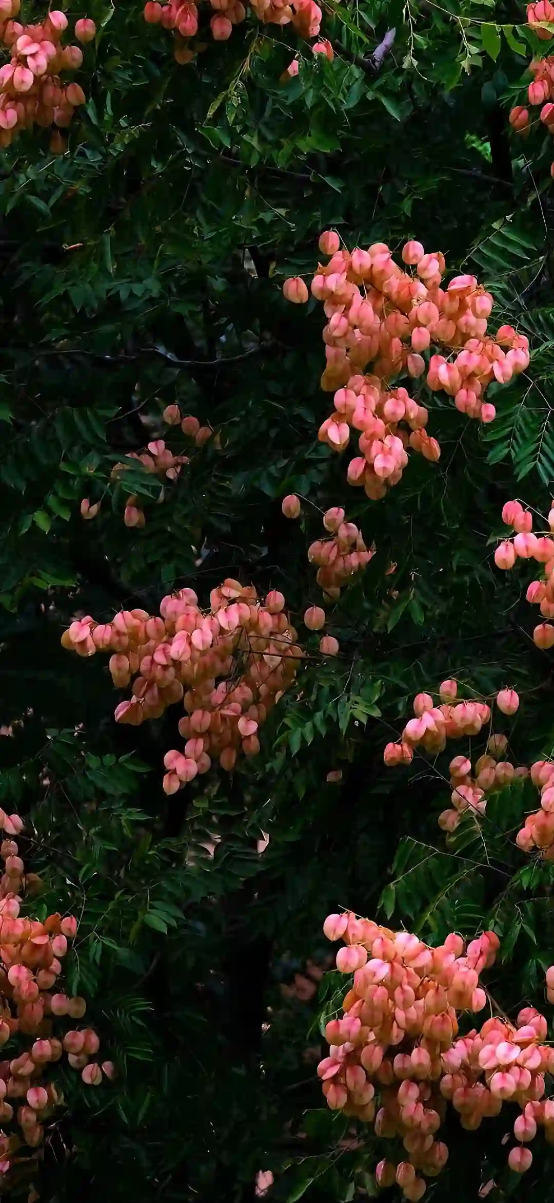 壁纸 | ios全屏手机壁纸