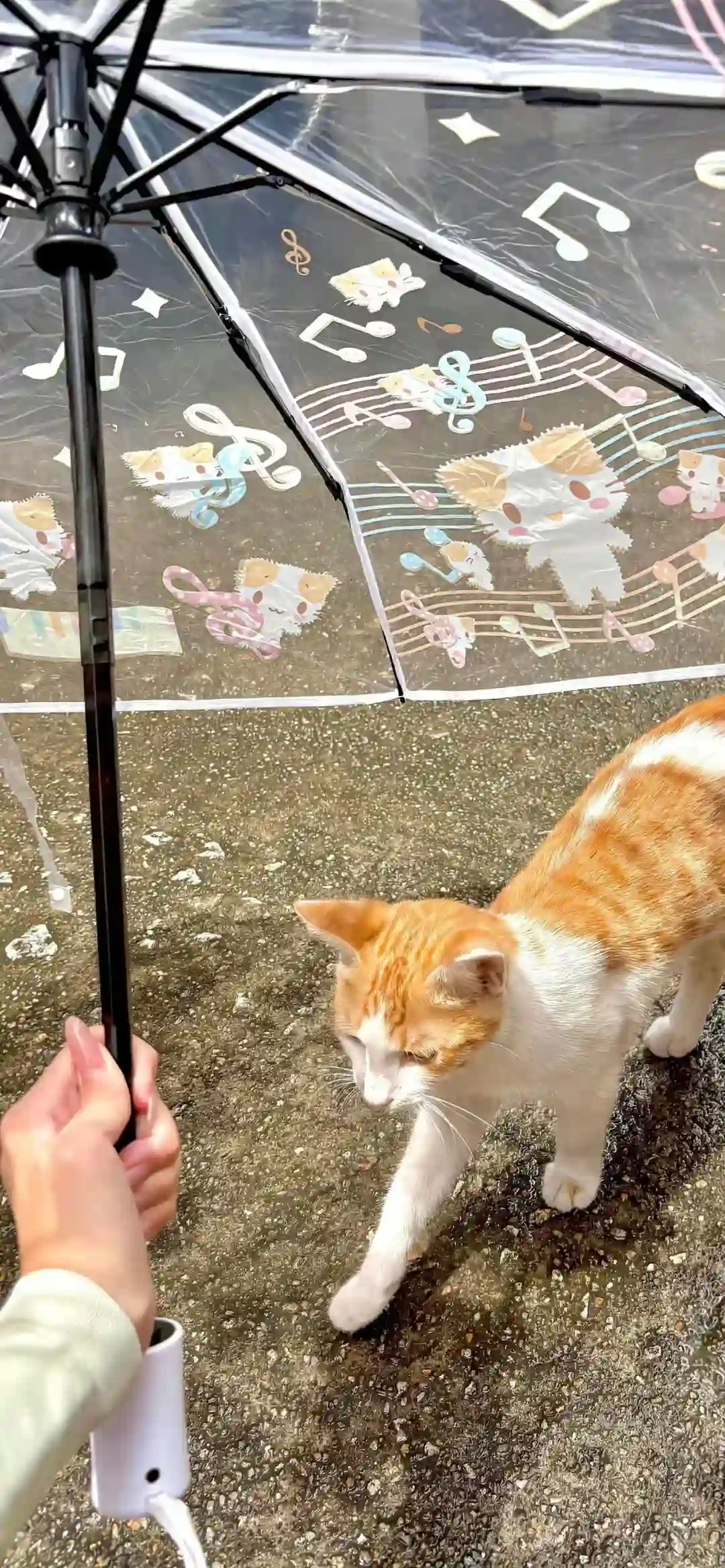 壁纸 ​​​​​​​​​​​​​| 4K全面屏超高清壁纸