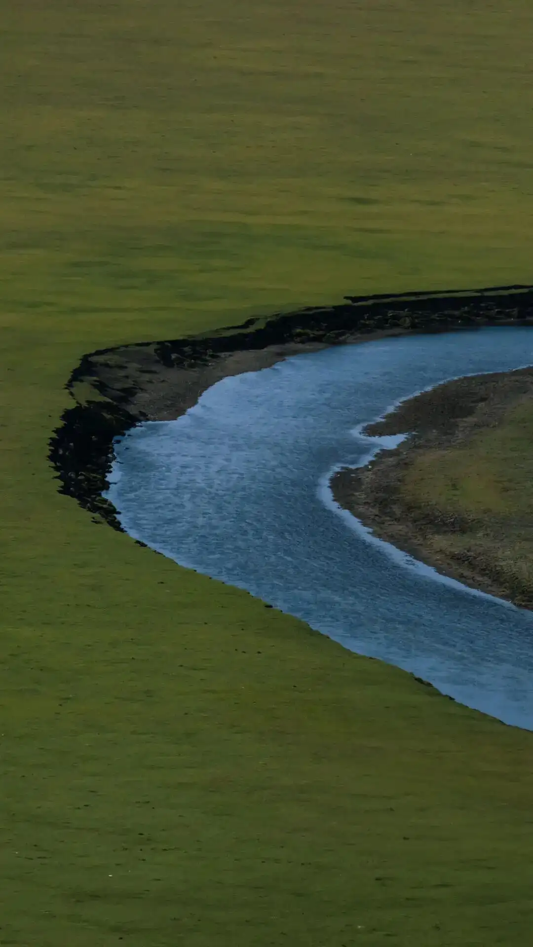 壁纸丨绿色生命力景深壁纸