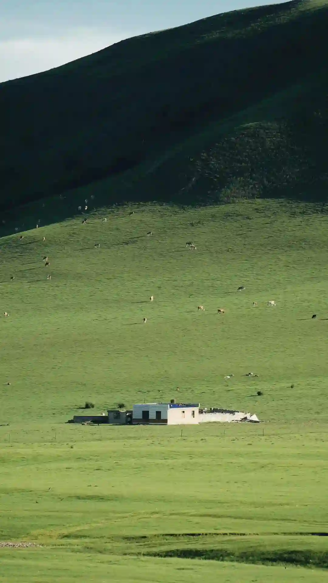 壁纸丨绿色生命力景深壁纸