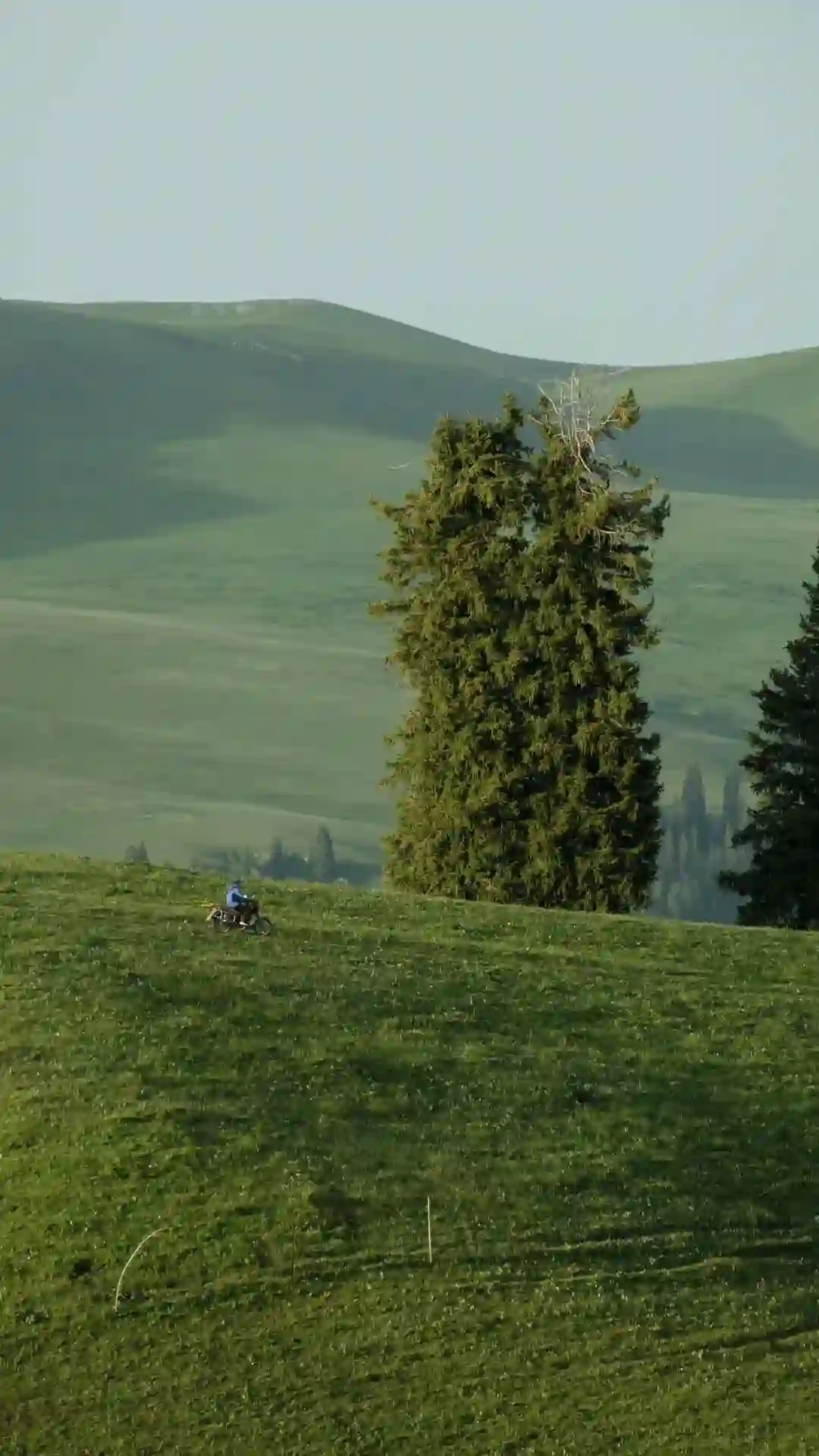 壁纸丨绿色生命力景深壁纸