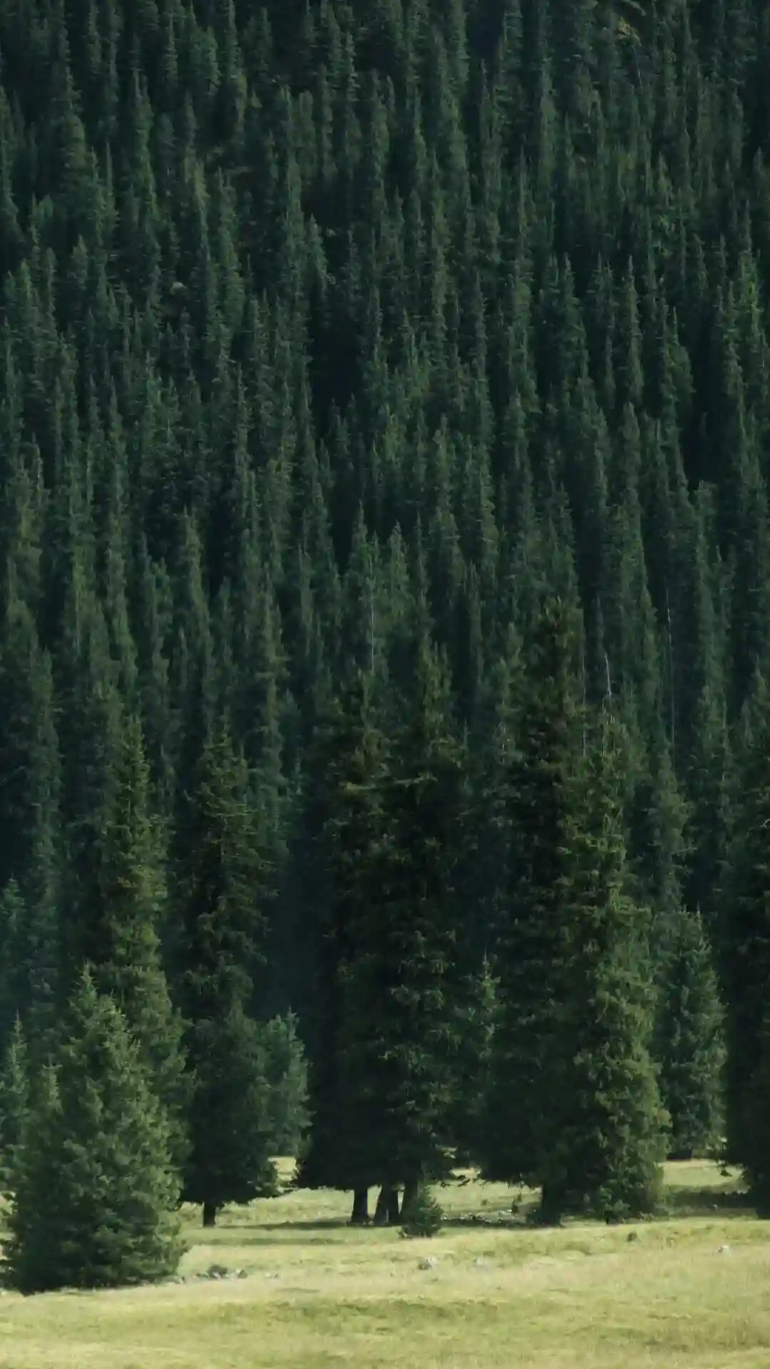 壁纸丨绿色生命力景深壁纸