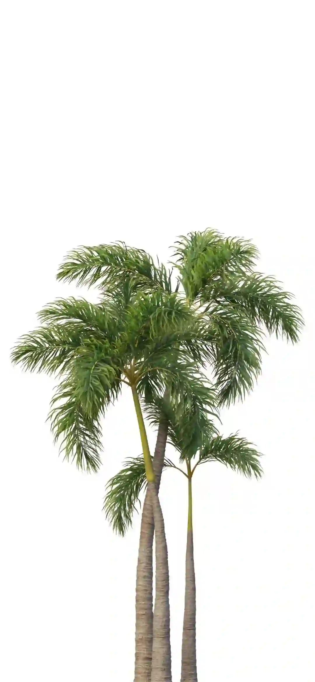 壁纸 ​​​​​​​​​​​​​| ios26景深壁纸