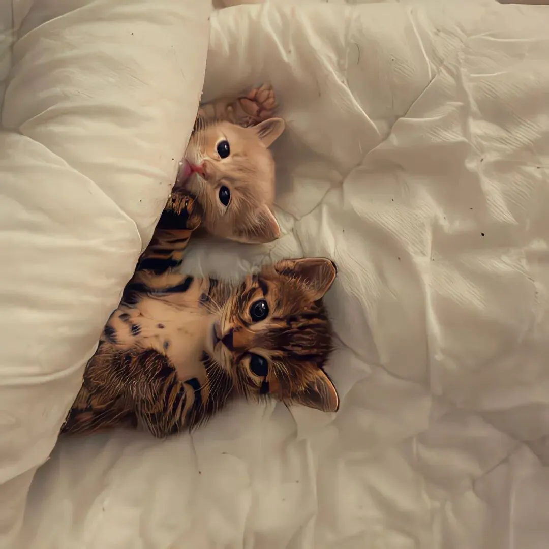 背景图 | 𝑾𝒆𝑪𝒉𝒂𝒕背景图