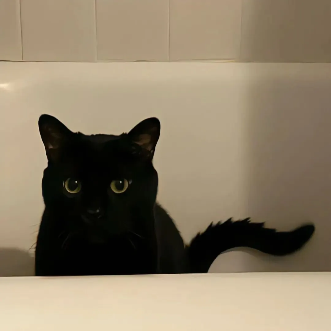 背景图 | 𝑾𝒆𝑪𝒉𝒂𝒕背景图