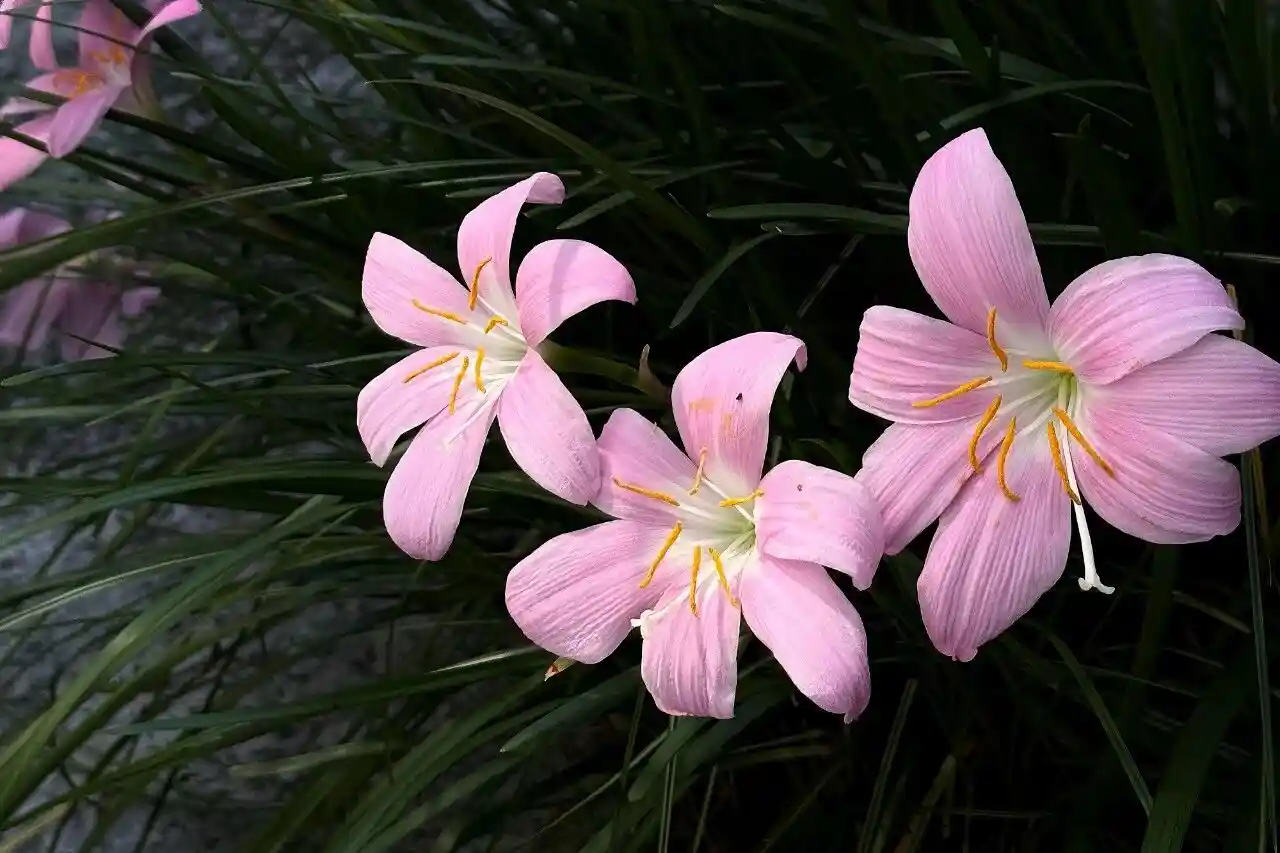 壁纸 | 一期自截iPad壁纸