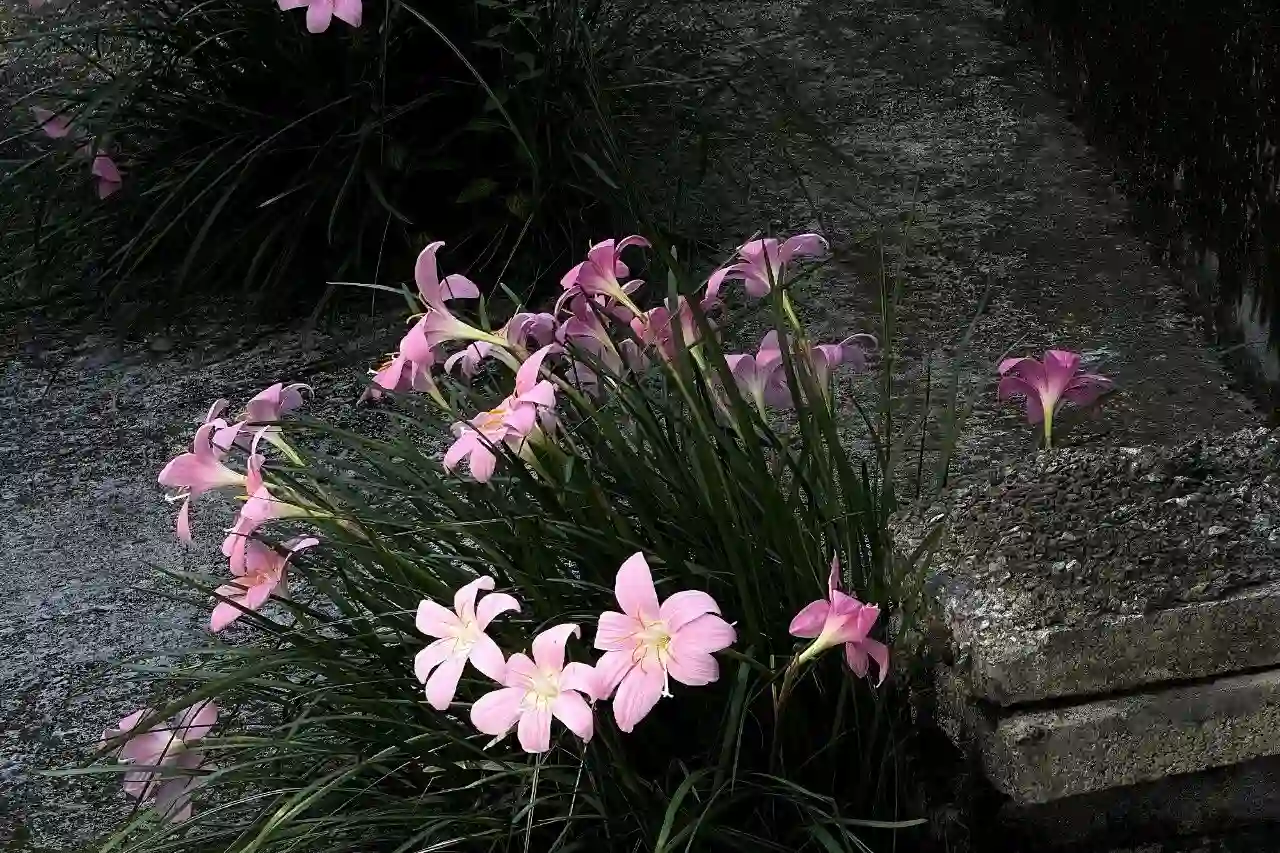 壁纸 | 一期自截iPad壁纸