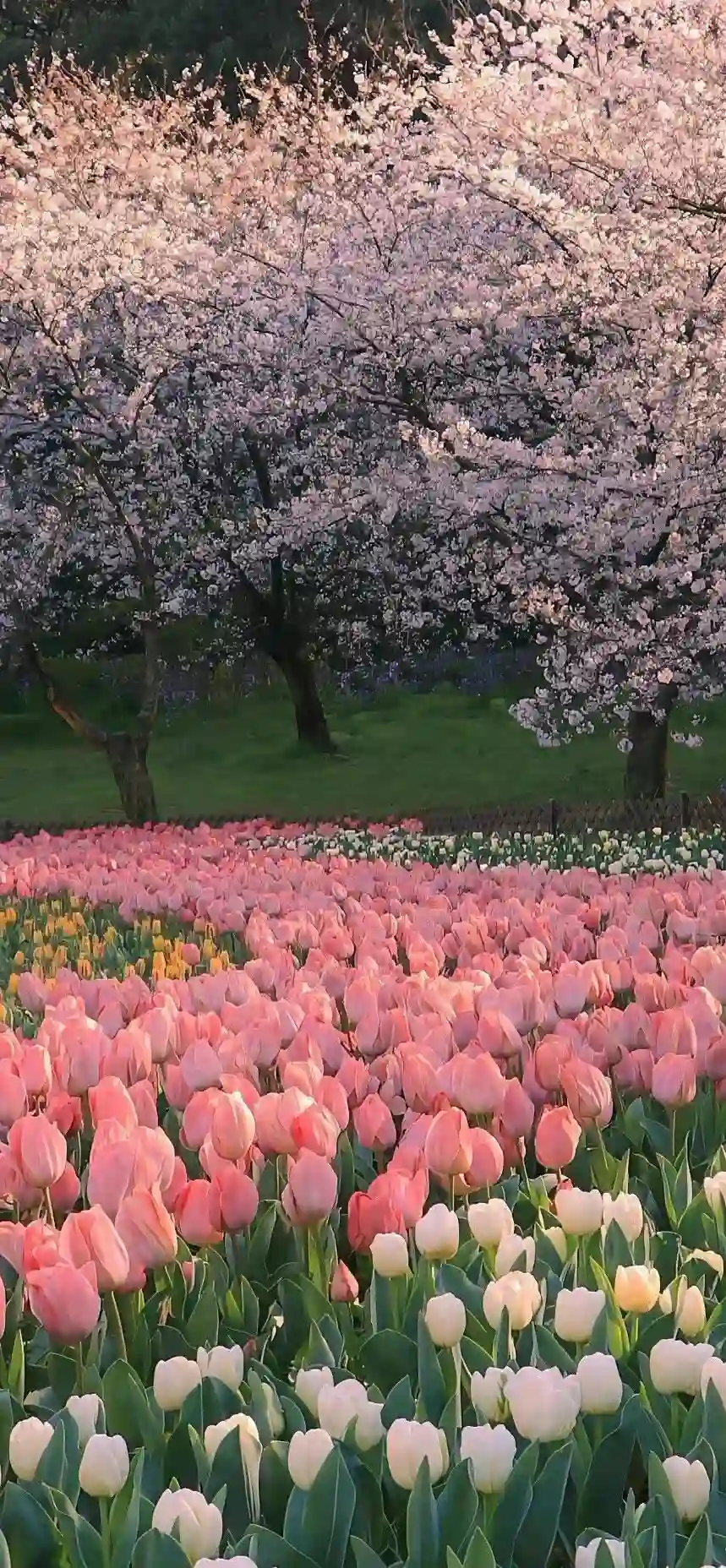 壁纸 ​​​​​​​​​​​​​| ios全屏手机壁纸