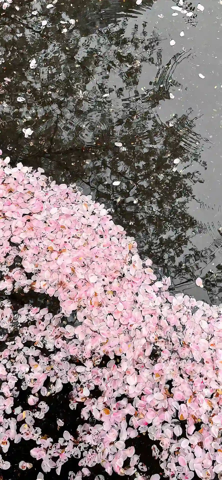 壁纸 ​​​​​​​​​​​​​| ios全屏手机壁纸