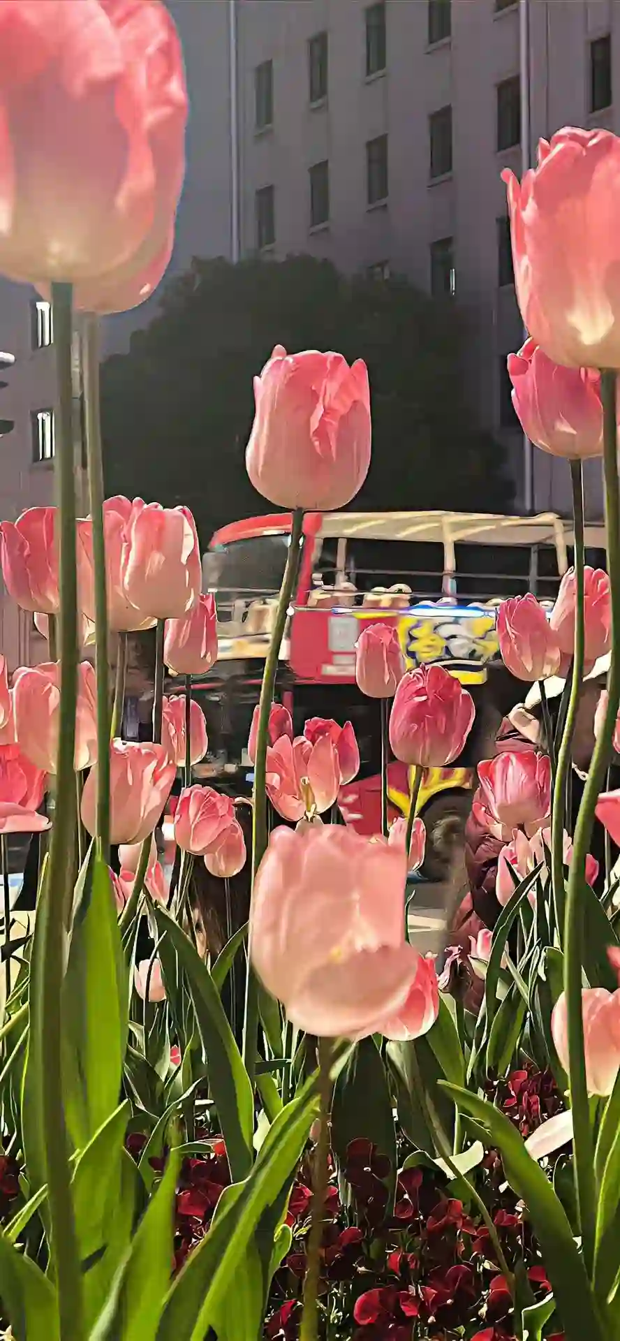 壁纸 ​​​​​​​​​​​​​| ios全屏手机壁纸