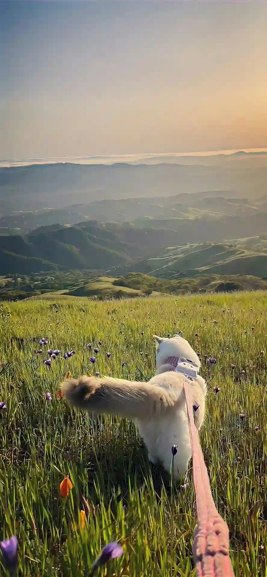 壁纸 ​​​​​​​​​​​​​| ios全屏手机壁纸