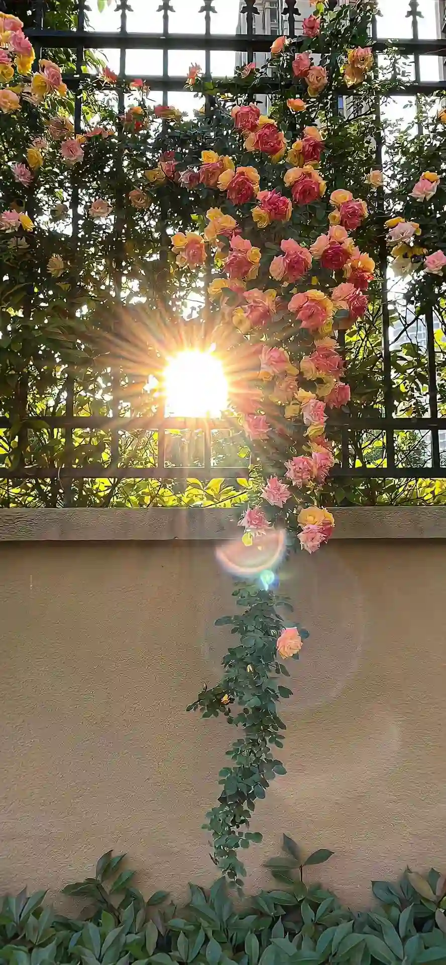 壁纸 ​​​​​​​​​​​​​| ios全屏手机壁纸